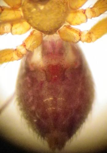 Réf. 270 724 : Palliduphantes pallidus